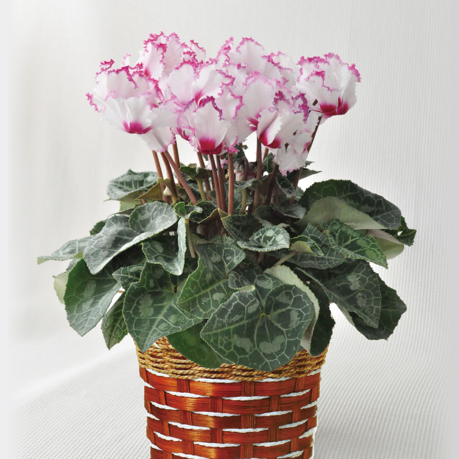 シクラメン フリンジ咲き 5号鉢 セイコーマート ネット予約 北海道