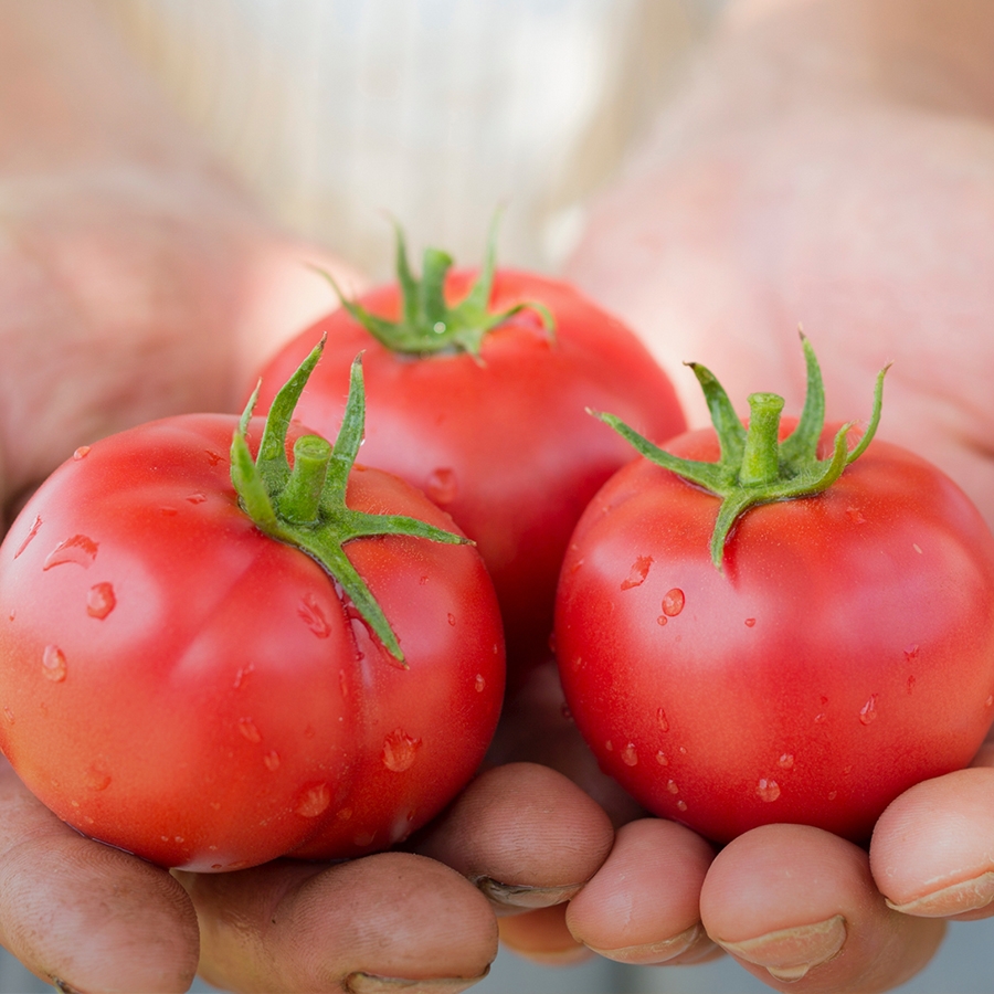 限定30％OFF tomato様専用3の通販 by く｜ラクマ dhcivfthai.com