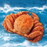 北海道産毛がに　1尾